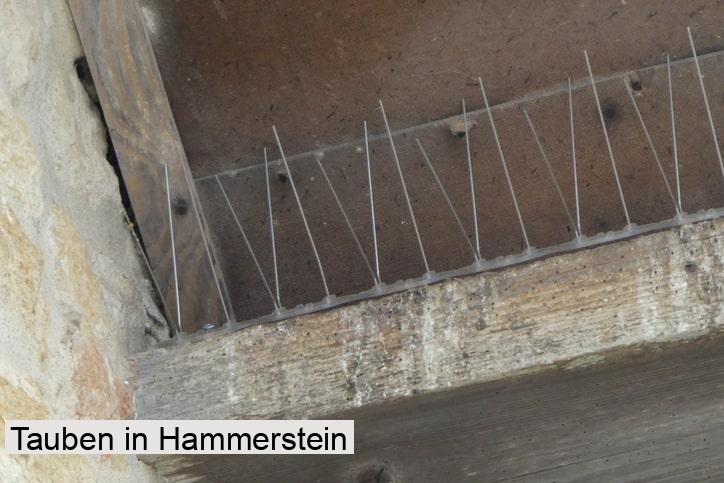 Tauben in Hammerstein